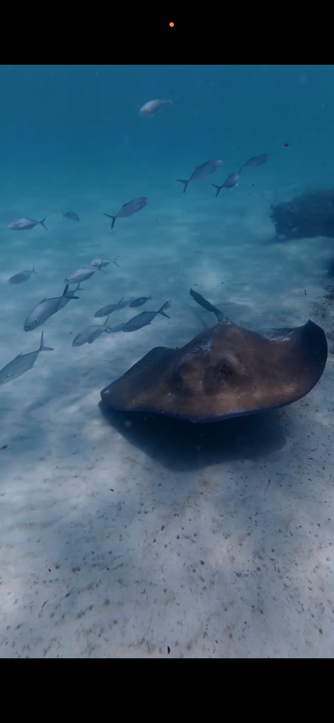 Ray resting on the sandy seabed with fish swimming nearby