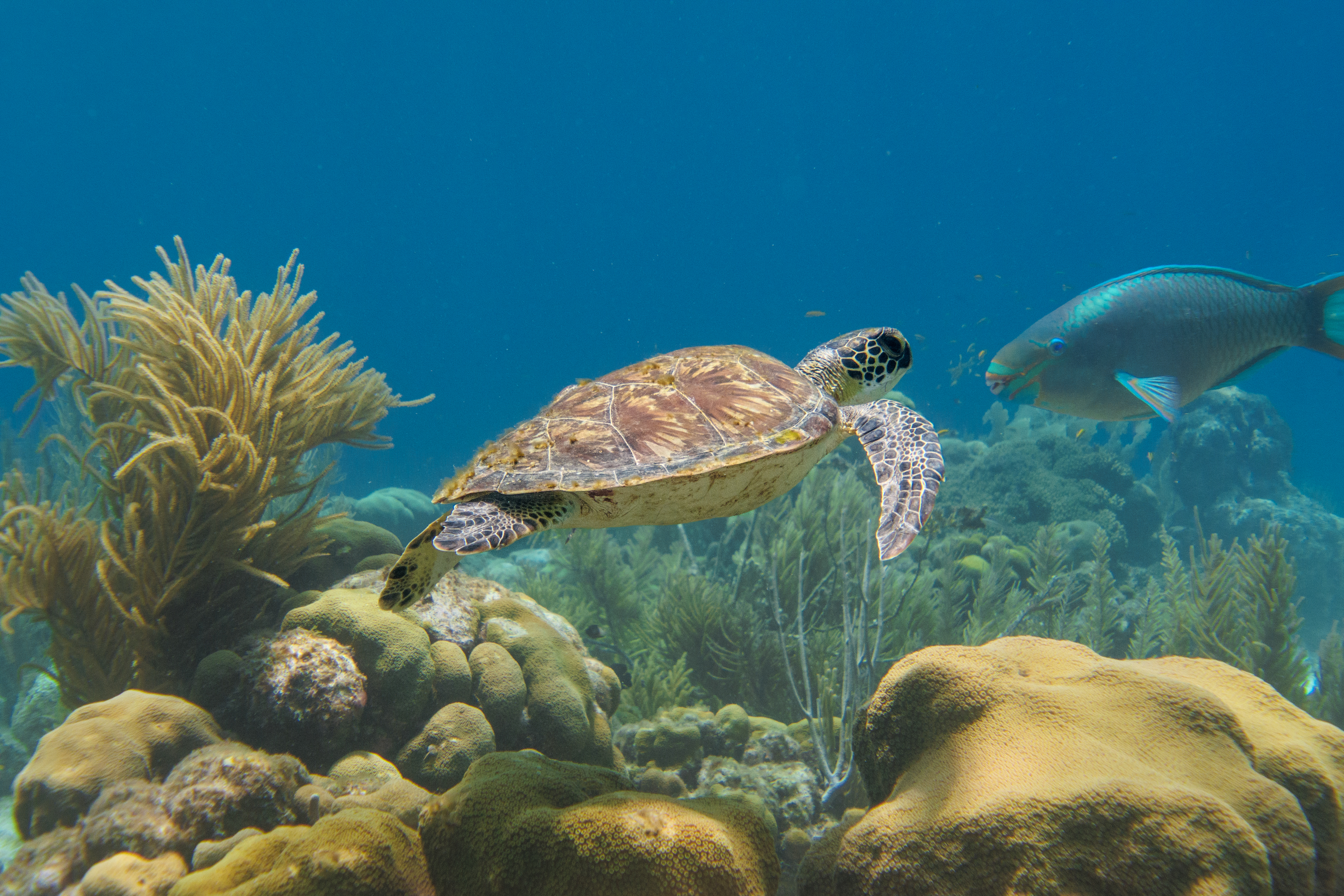 Sea turtle swimming among reef fish and coral